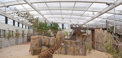 Atlas Tube_Cheyenne Mountain Zoo&rsquo;s giraffe barn 